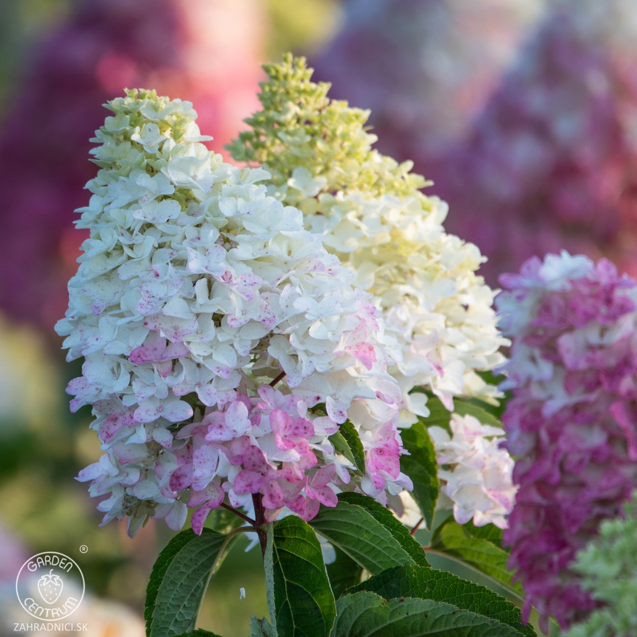 Obrázok Hortenzia metlinatá (Hydrangea paniculata) ´LIVING COLOURFUL COCKTAIL´® by LIVING CREATIONS® - výška 20-30 cm, kont. C2L